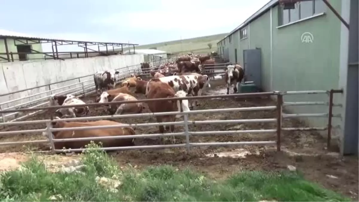 Çiftliğinde "Kızlarım" Dediği Süt Ineklerinin Her Şeyiyle Ilgileniyor