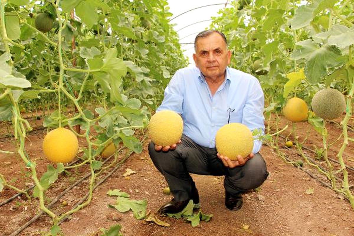 Domates Üreticisi Kavuna Yöneldi