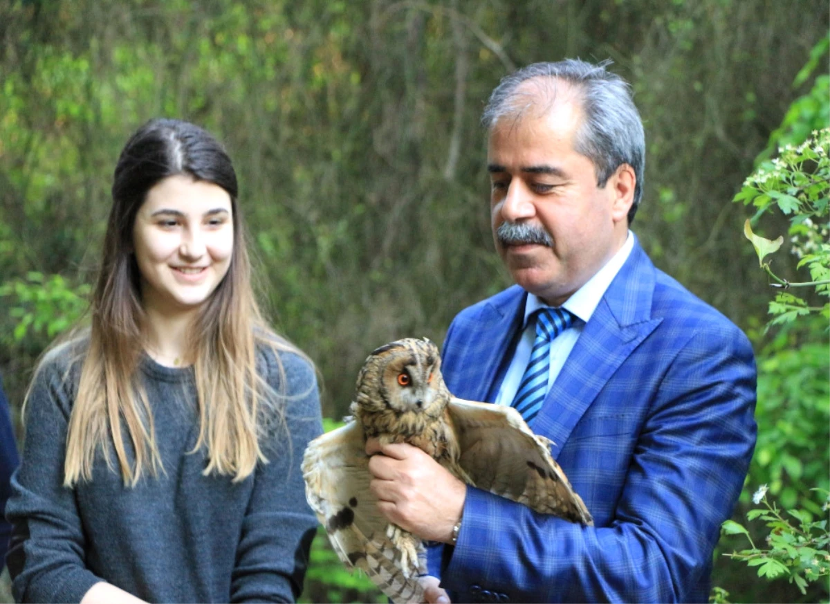 Emre Aşık\'ın Eşine Veteriner Dövdüren Baykuş Doğaya Salındı