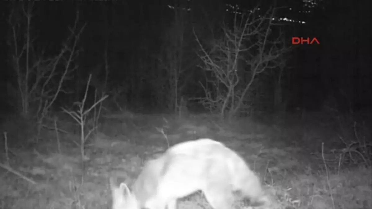 Erzincan Tilkinin Tavuğu Alma Çabası Fotokapanla Görüntülendi