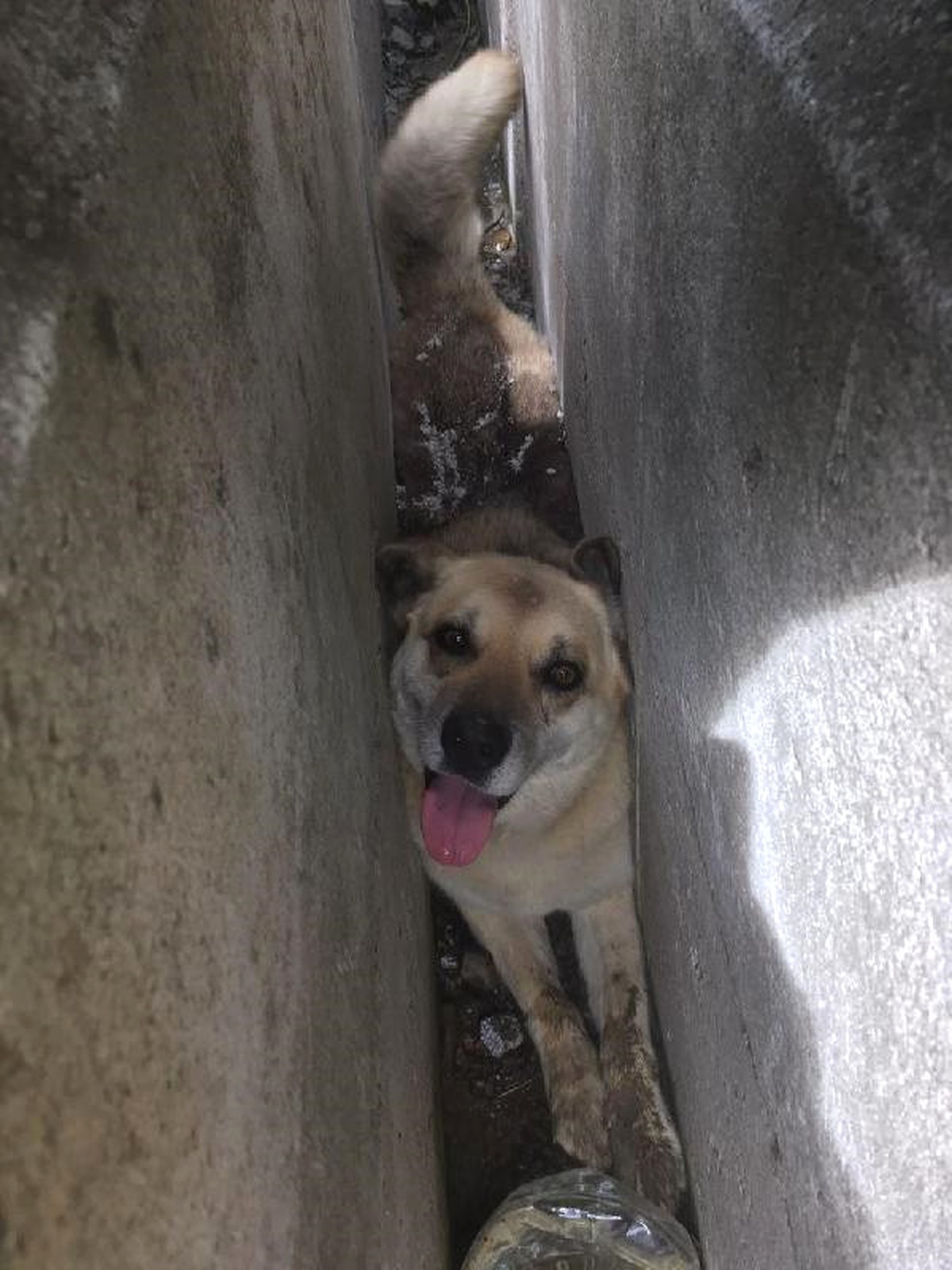 Kanalete Şıkışan Köpeği İtfaiye Kurtardı