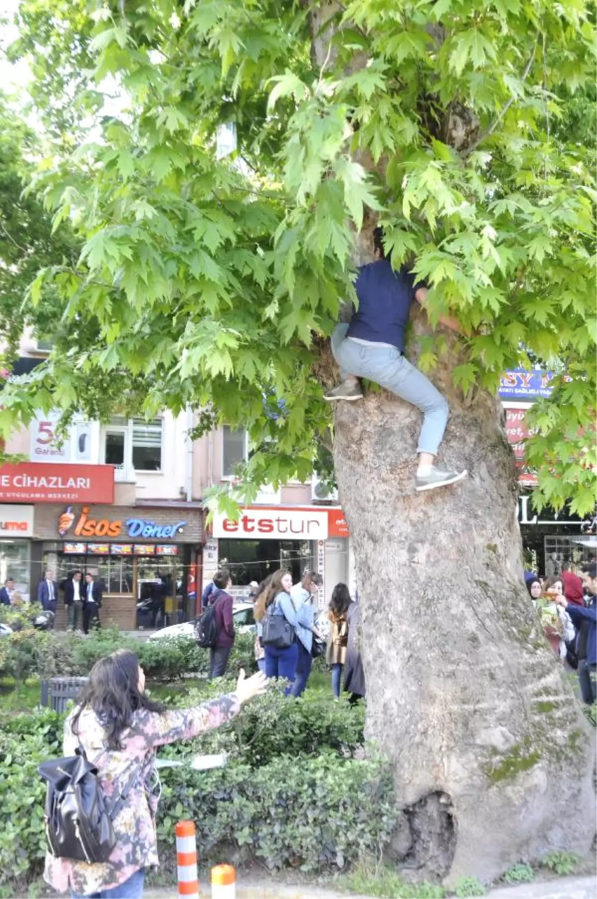 Kitap İçin Ağaca Tırmandılar