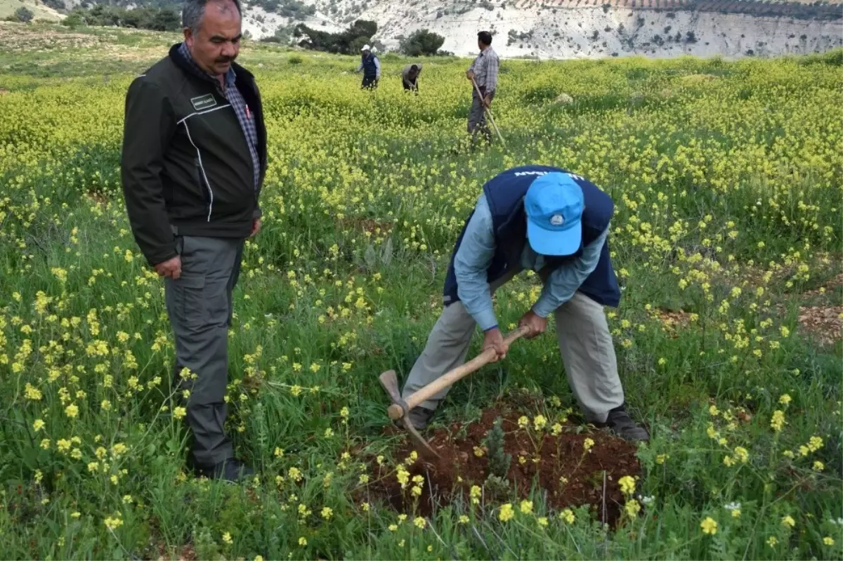 Sonbaharda Dikilen Fidanların Ot Alma ve Çapa Çalışmaları Başladı