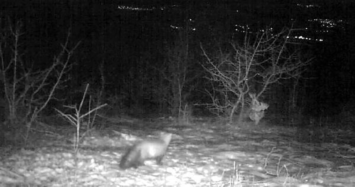 Tilkinin, Ağaca Asılı Tavuğu Alma Çabası Fotokapanla Görüntülendi