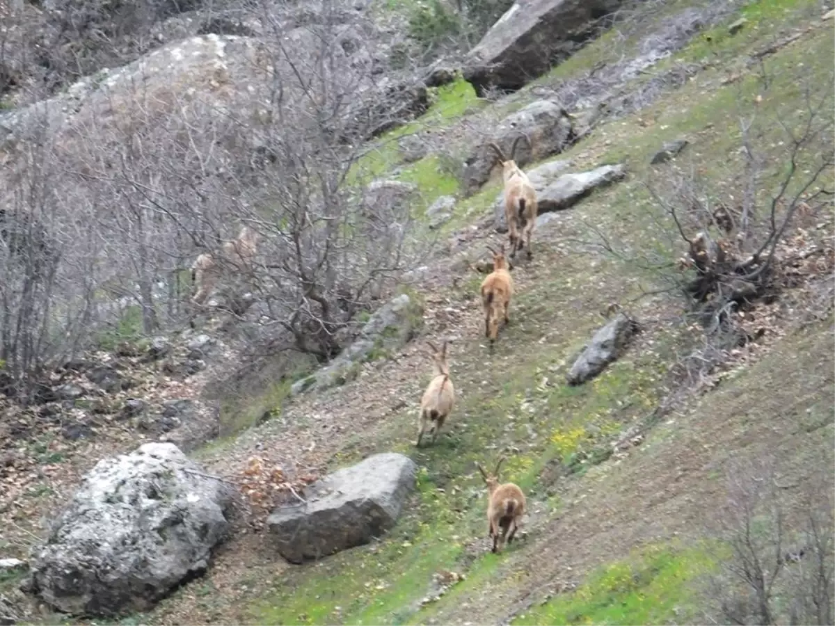 Cumartesi Geçilecek) Yaban Keçileri Sürü Halinde Görüntülendi