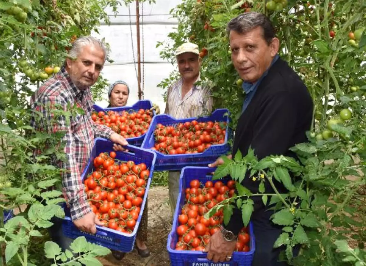 Demre Hali\'nde Domatesin Kilosu 70 Kuruşa Düştü