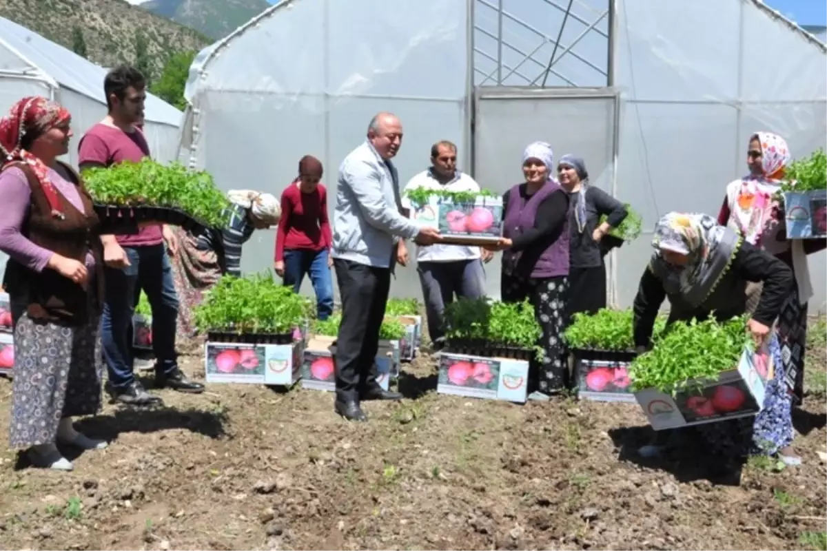 Domates Fideleri Toprakla Buluşuyor