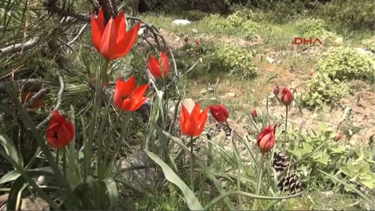 Manisa Hem Merak Ettiler Hem de Korkarak Dokundular