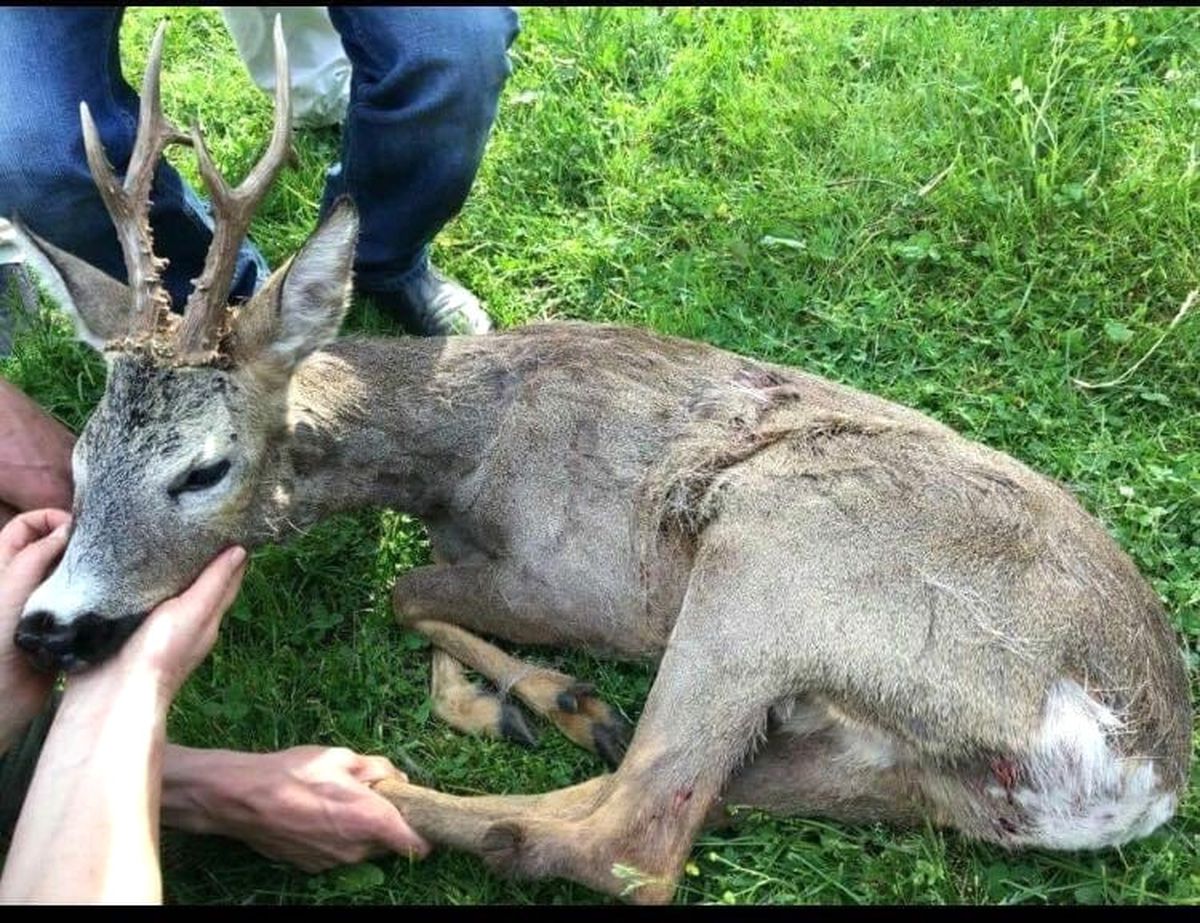 Tedavisi Tamamlanan Erkek Karaca Doğaya Bırakıldı