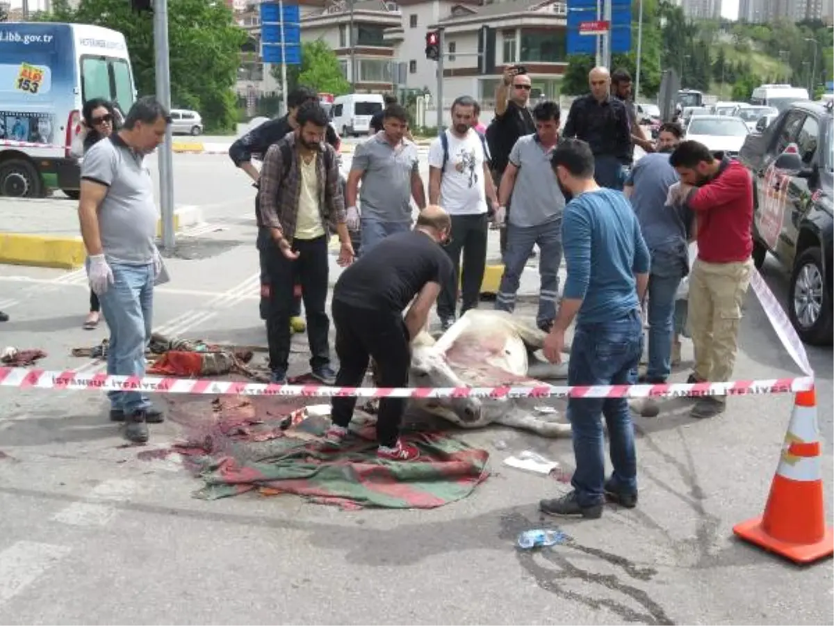 Yaralı At Yol Ortasında 5 Saat Bekledi, Herkes Yardım İçin Seferber Oldu