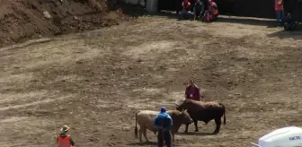 Artvin'de Kıran Kırana Boğa Güreşi