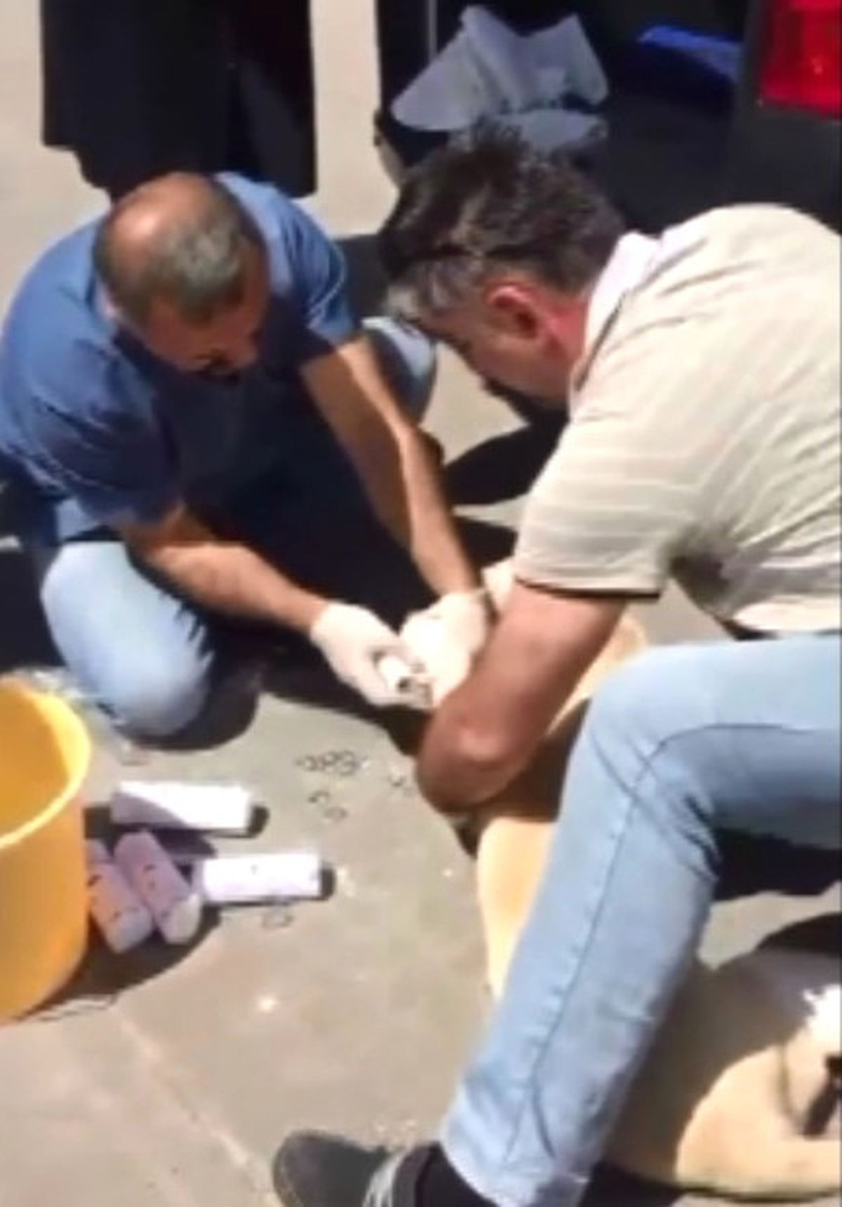 Artvin\'de Yaralı Köpek Devlet Hastanesi\'nde Tedavi Edildi