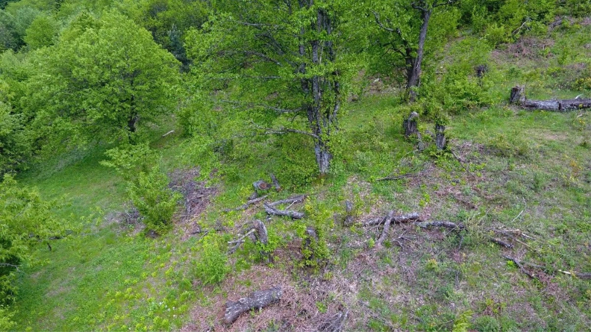 Uludağ\'da Kestane Ağaçlarını Kurutan Katil Arılara Çare Bulunamıyor