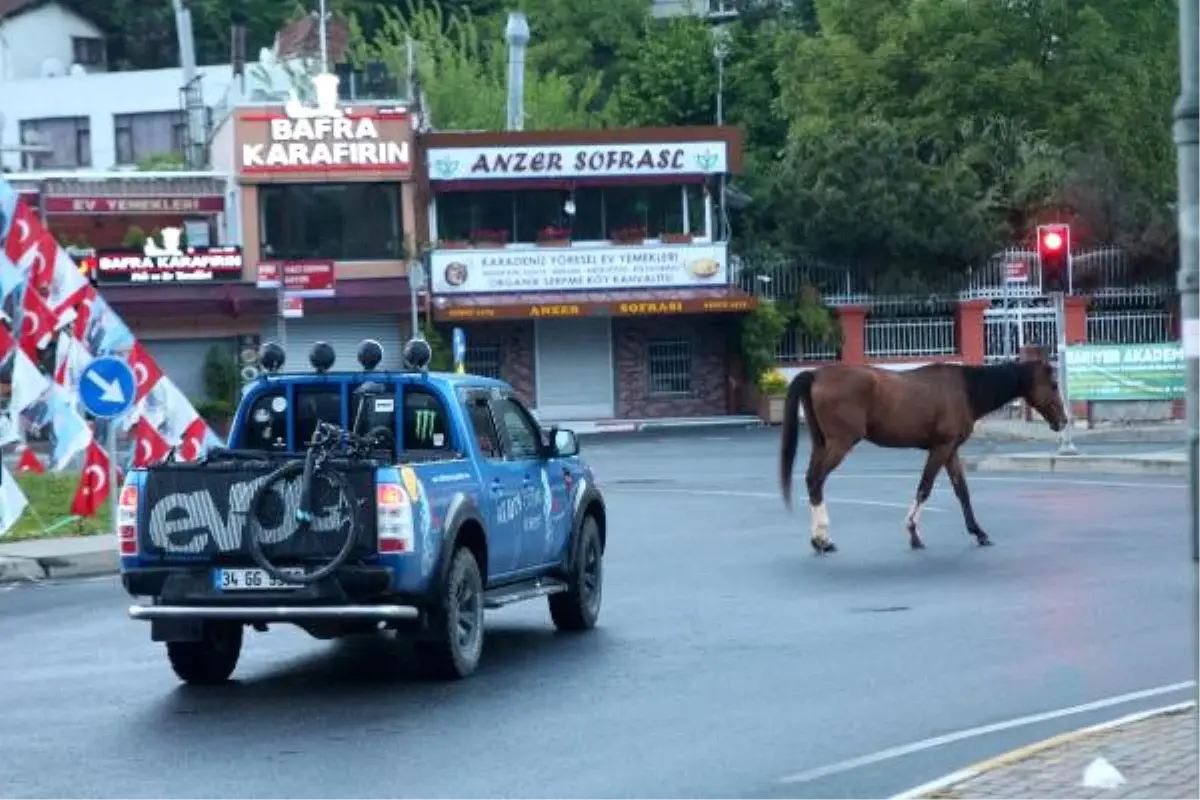 Şaşırtan Görüntü: Sarıyer\'de Başıboş Atlar Caddeye İndi