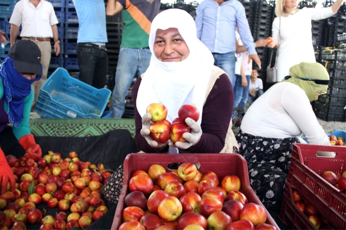 Türkiye\'nin Meyve Deposu Mersin\'de Turfanda Meyve Hasadı Başladı