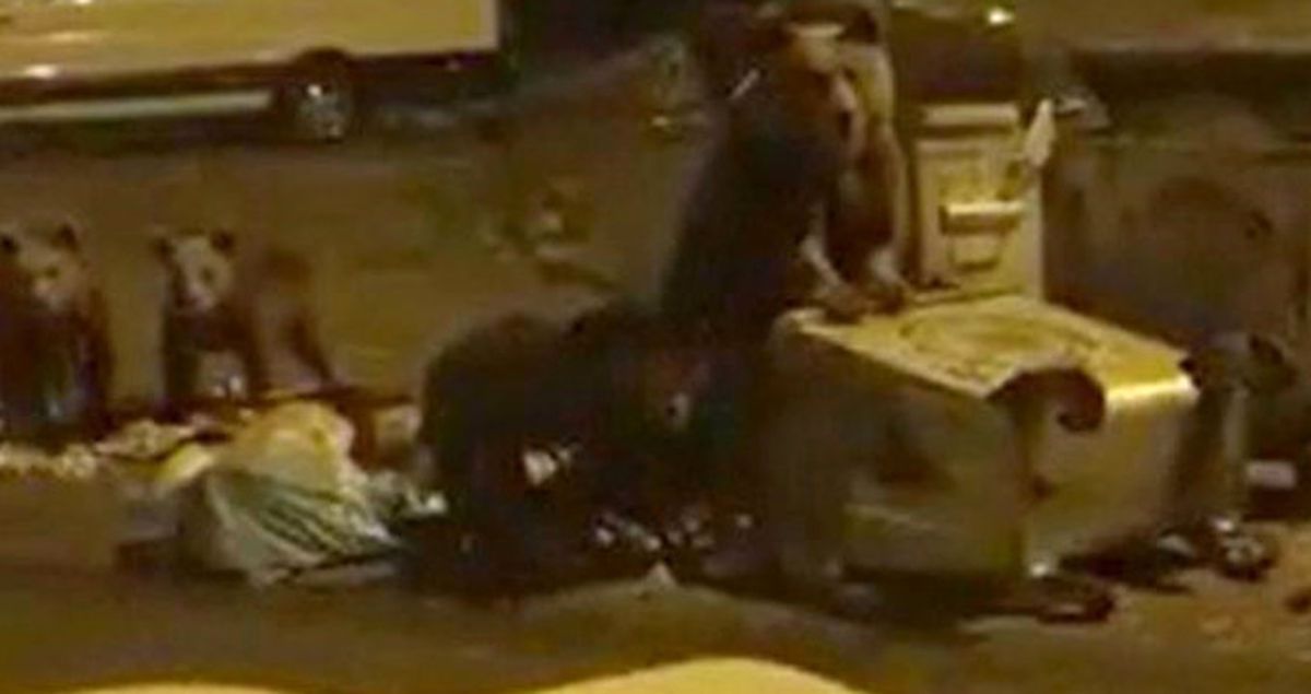 Uludağ\'da Ayılar Ormandan Çıkıp Çöp Konteynerlerınde Yiyecek Aradı