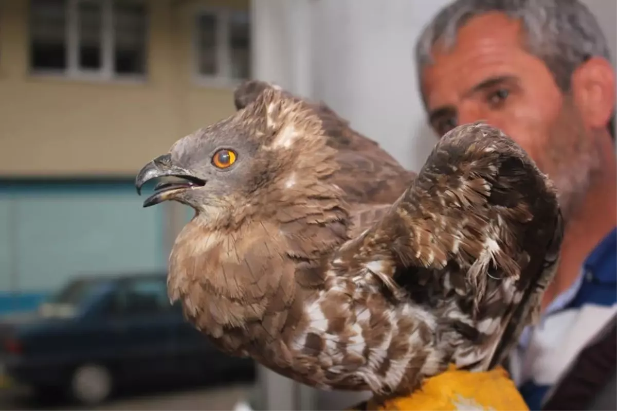 Yaralı Şahine Sahip Çıktı