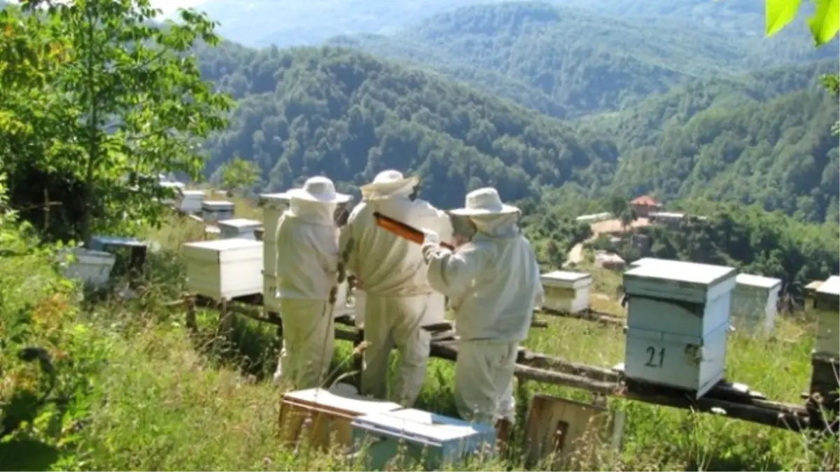 Artvin\'e Yeni Bal Ormanı