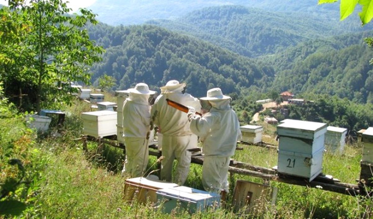 Artvin\'e Yeni Bal Ormanı