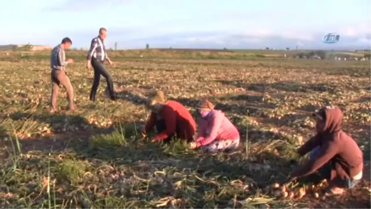 Belediye Başkanı Çiftçiler Gününde Tarlada Soğan Topladı