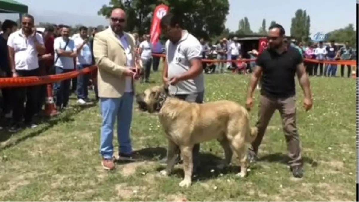 Çoban Köpekleri Güzellik Yarışması