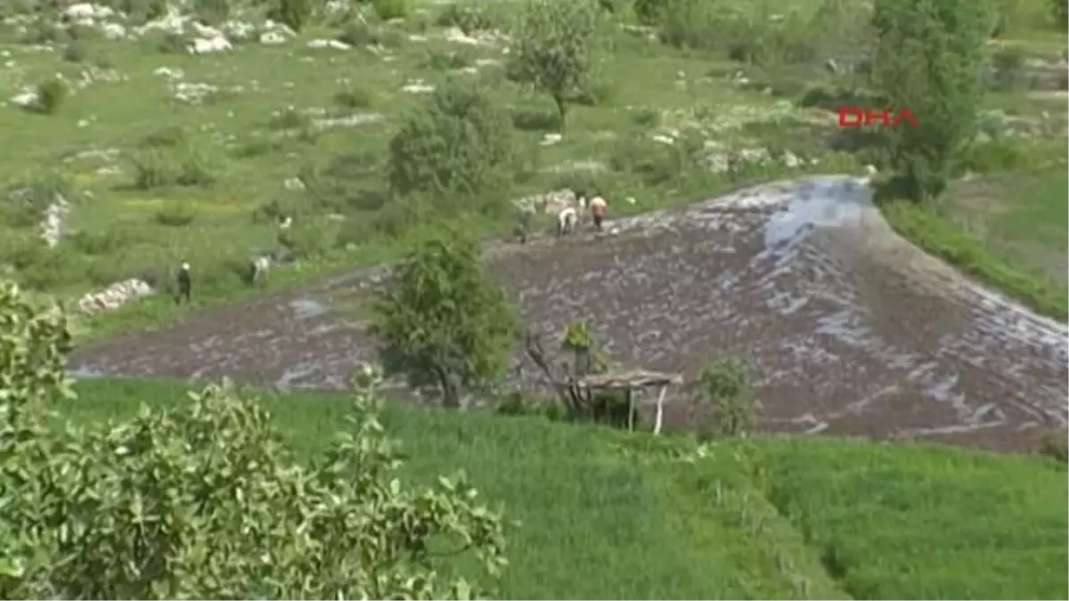 Hakkari Çukurca\'da Karasabanlı Pirinç Üretimi