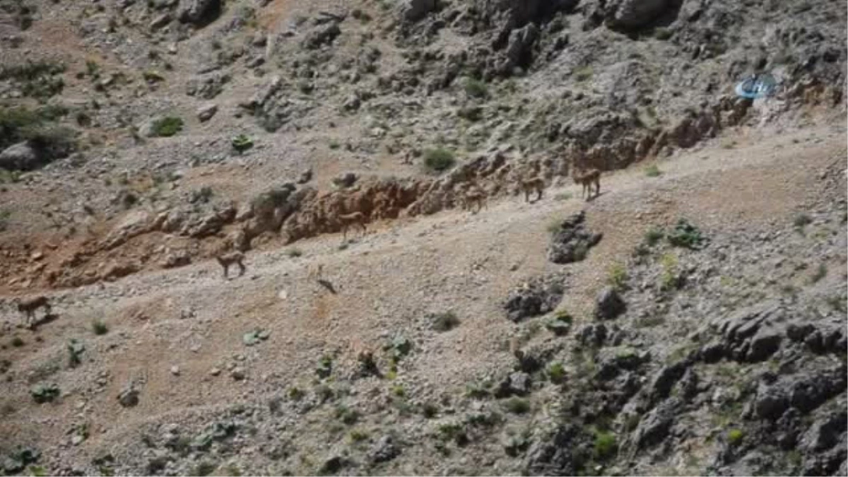 Koruma Altındaki Dağ Keçileri Suya İnerken Görüntülendi