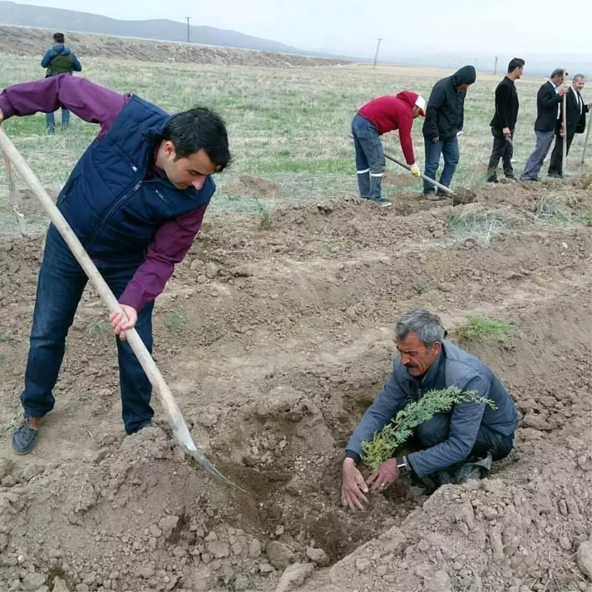 Saray\'da 3 Bin Çam Fidanı Dikildi