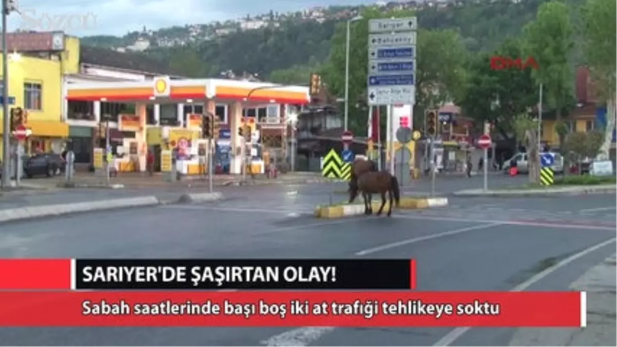 Sarıyer\'de Başıboş Atlar Caddeye İndi