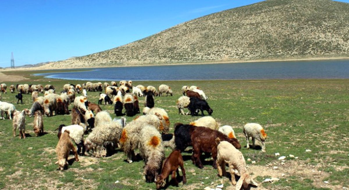60 Bin Küçükbaş Hayvan Suya Kavuştu