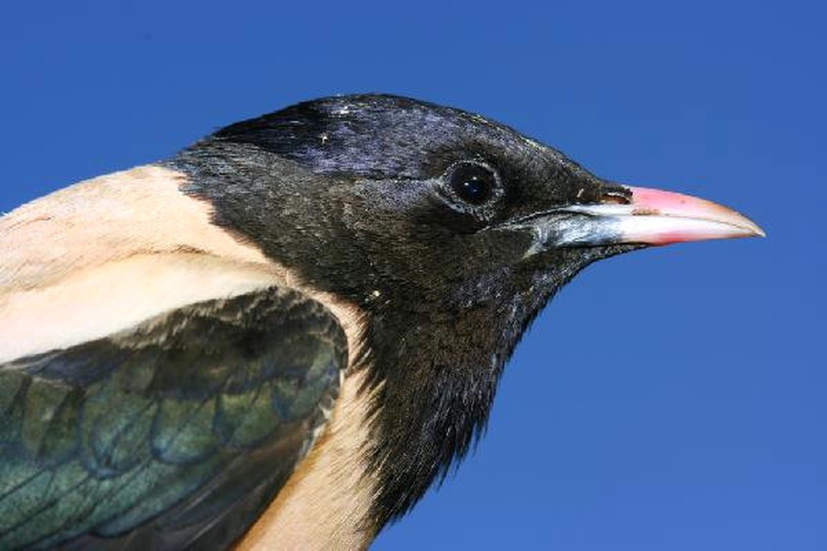 Bir Günde 110 Kuş Türünün Görüldüğü Kars Türkiye Birincisi