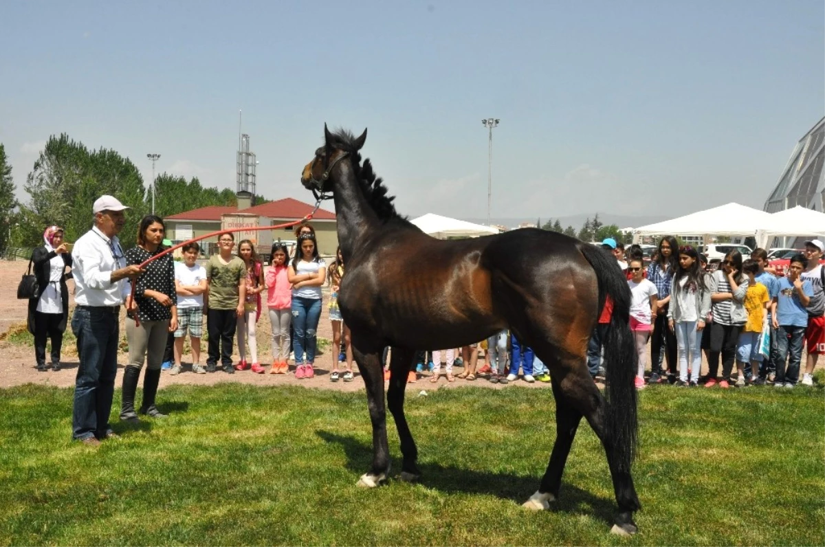 Çocuklar Bilim Şenliğinde Atlarla Tanıştı