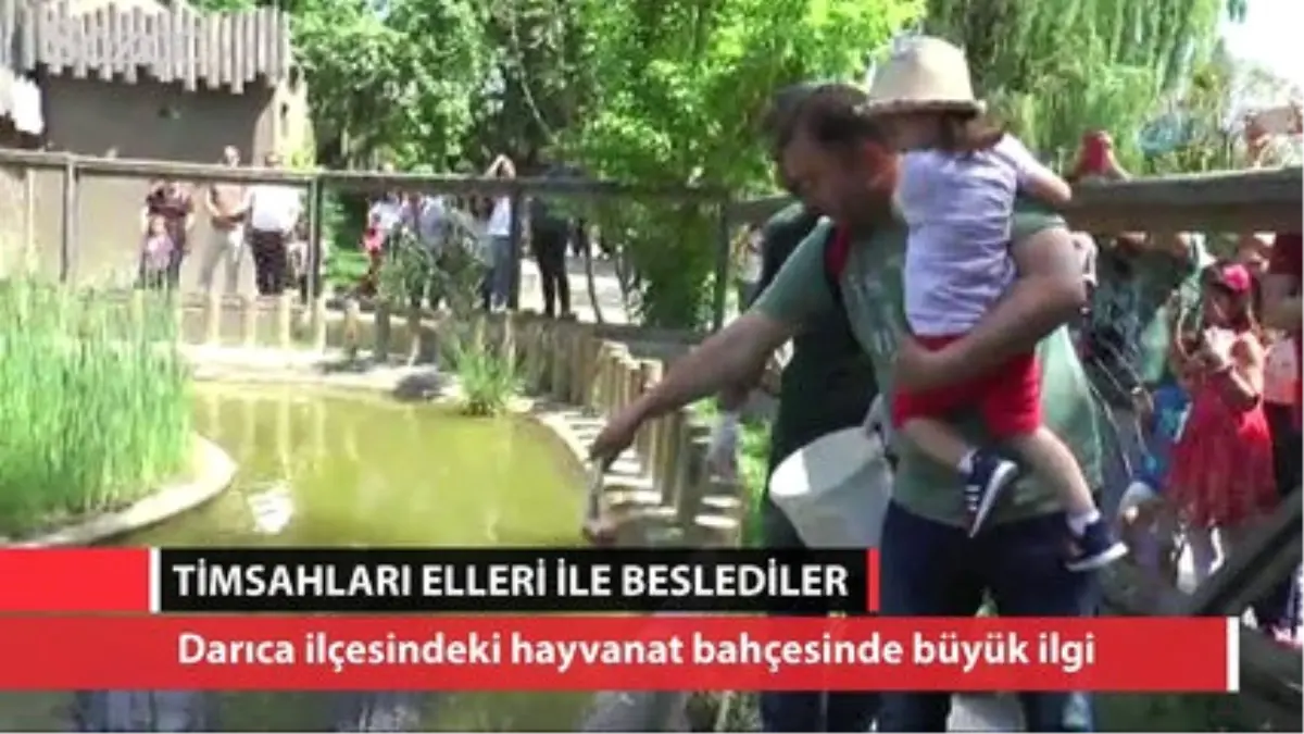 Dev Timsahları Elleri ile Beslediler