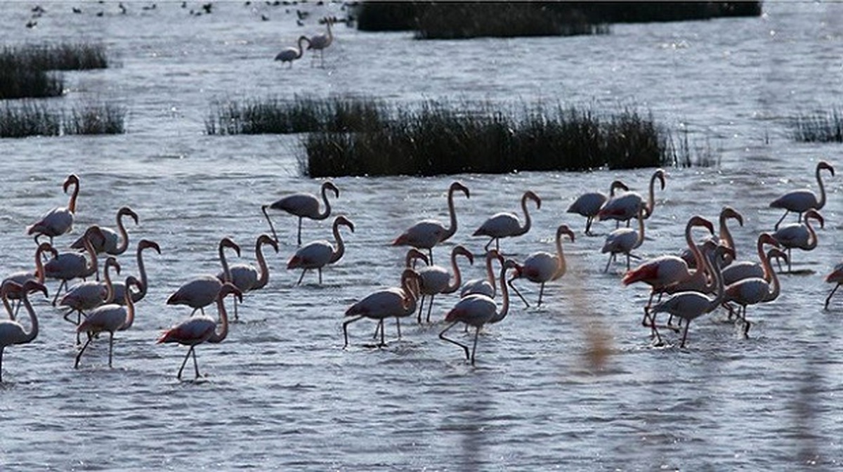 İzmir Kuş Cenneti ile İlgili Protokolün Süresinin Dolması