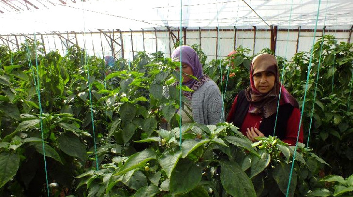 Niğdeli Kadın Çiftçilere "Patates Üretimi" Eğitimi