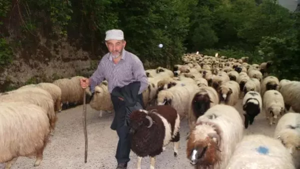 Orta Karadeniz'de Yaylalara Göç Başladı - Son Dakika