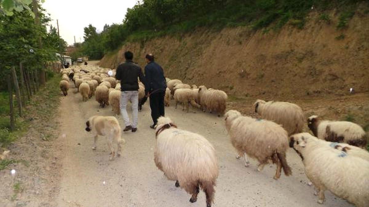 Orta Karadeniz\'de Yaylalara Göç Başladı