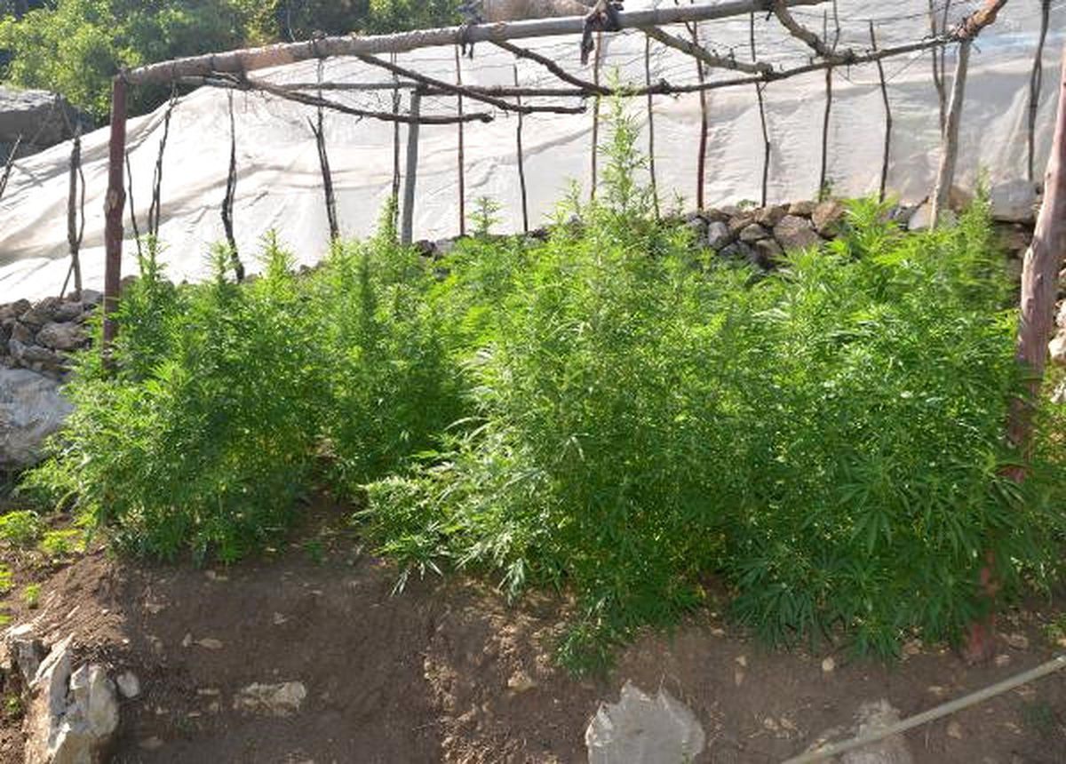 Serik\'te 53 Kilo Esrar Ele Geçirildi