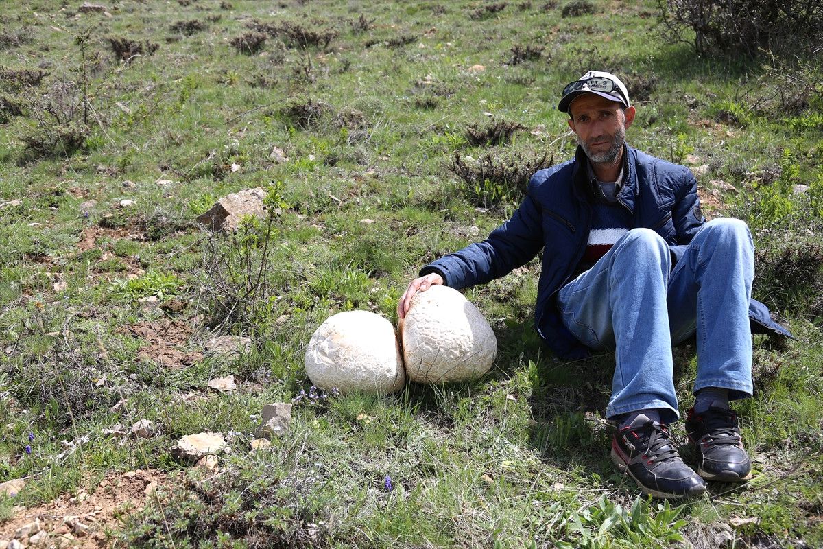 Bayburt\'ta Dev Mantar Bulundu
