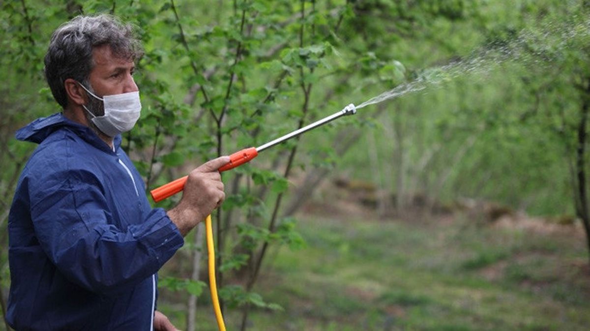Fındıkta "Külleme" ile Mücadele Çalışmaları