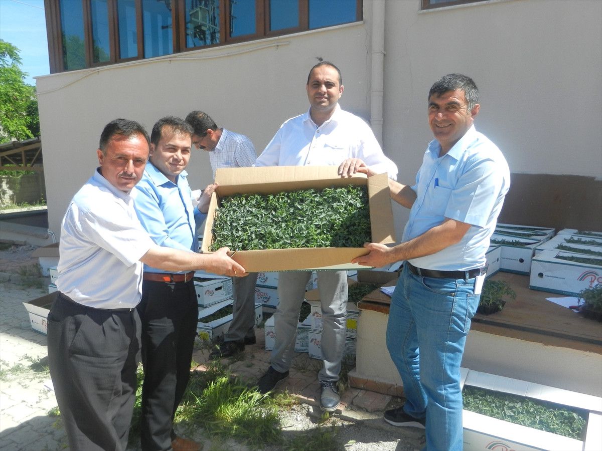 Kale\'de Çiftçilere Domates Fidesi Dağıtıldı