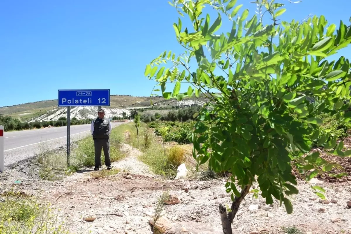 Karayollarına Dikilen Akasyalar ile Çiçek Açmaya Başladı