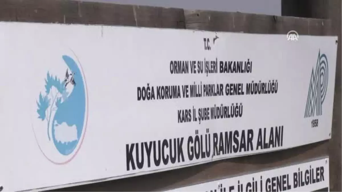 Kuyucak Gölü Angutlarla Görsel Şölen Sunuyor - Kars