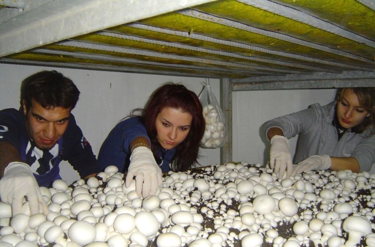 Mantarcılık\' Sektörü Öğrencilerini Bekliyor