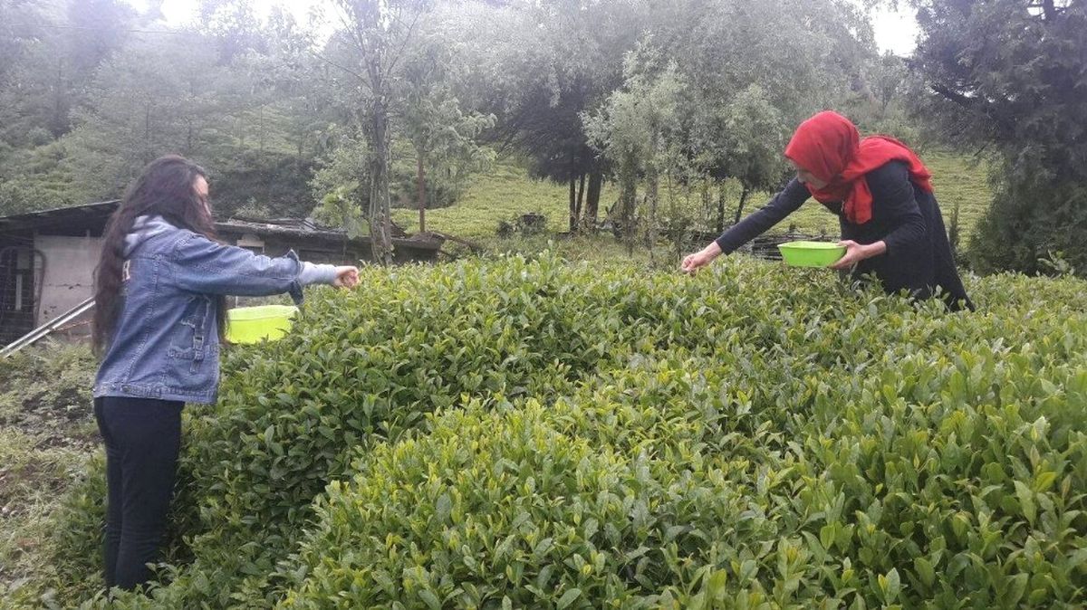 Rize\'de Beyaz Çay Hasadı Başladı