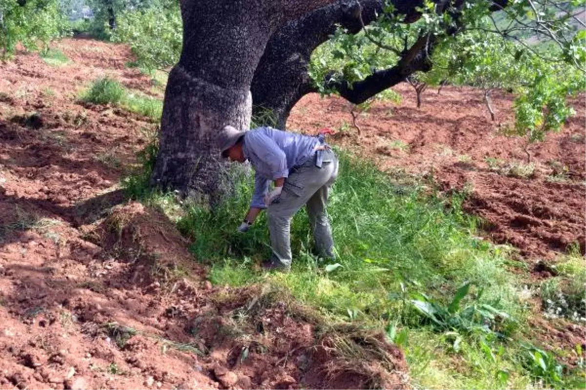 Siirt\'te \'Fıstık Kardeşliği\' Geleneği: Kendi Bağlarında Başkasının Fıstık Ağaçlarına Bakıyorlar