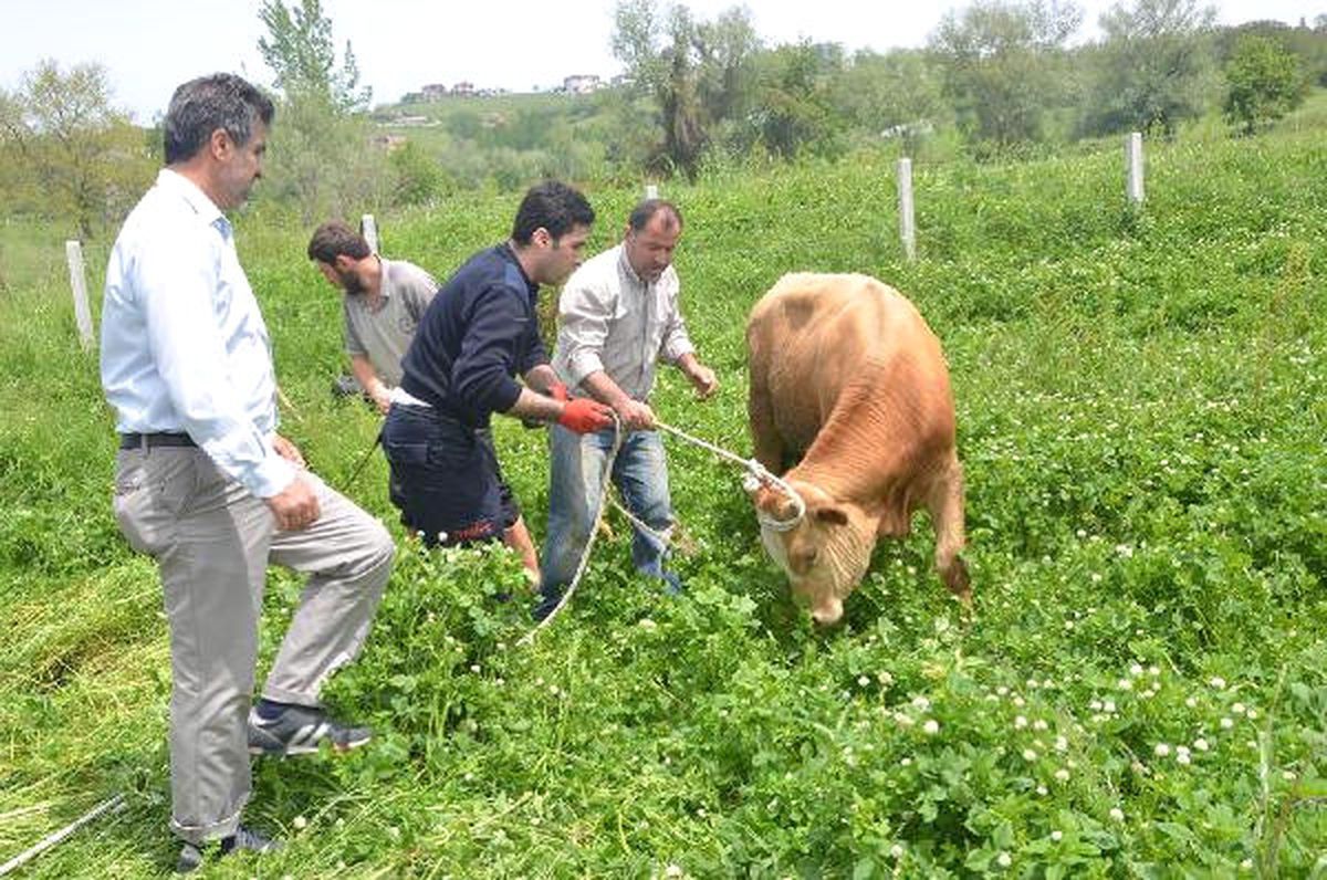 Su Kanalına Düşen Dana Kurtarıldı