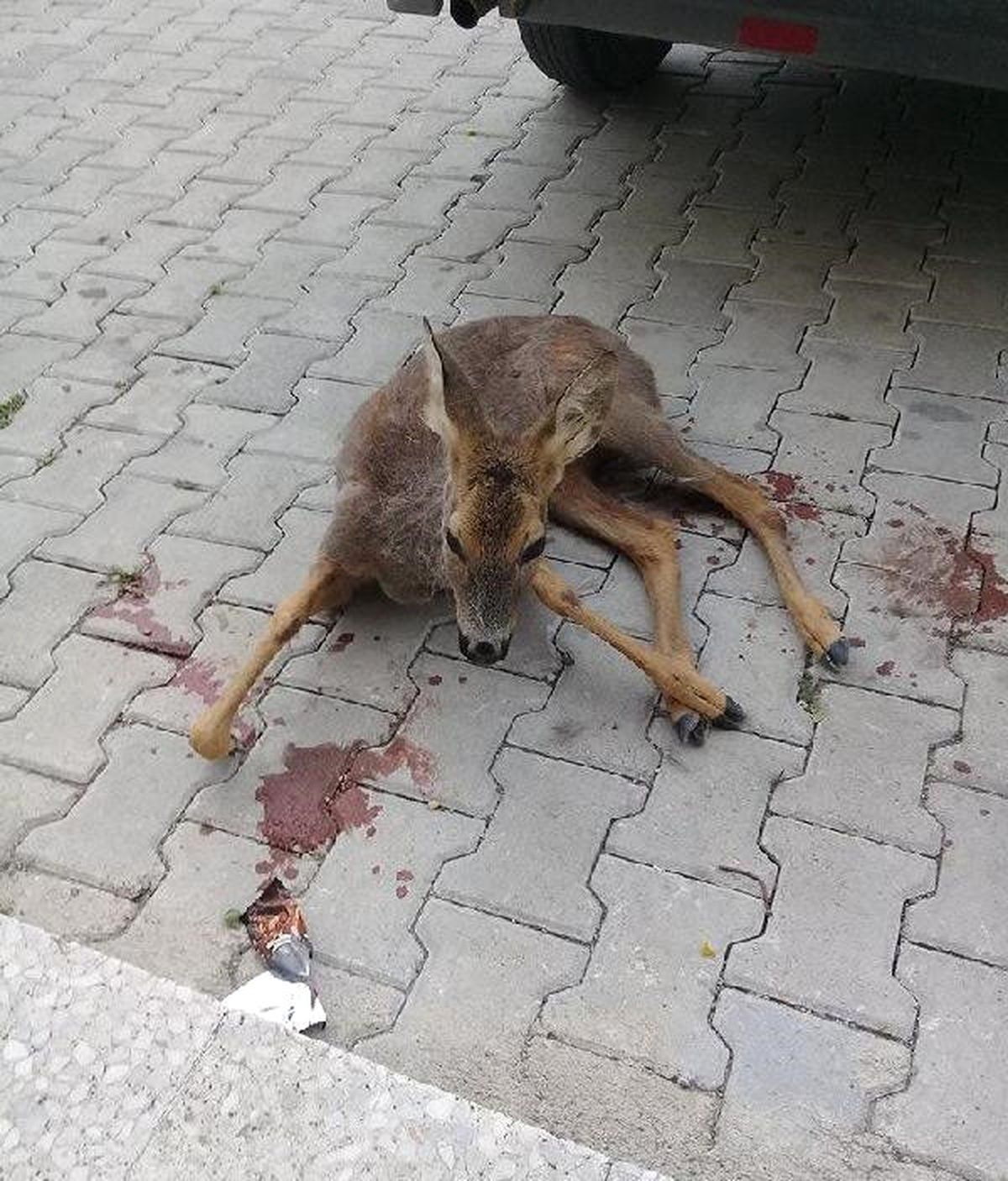 Yaralı Karacaya Köylüler Sahip Çıktı