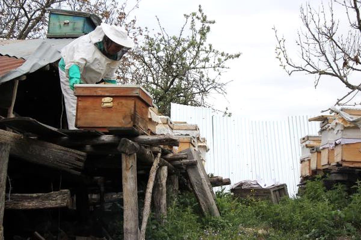 Arıcı Köylülerin Ayılarla Mücadelesi