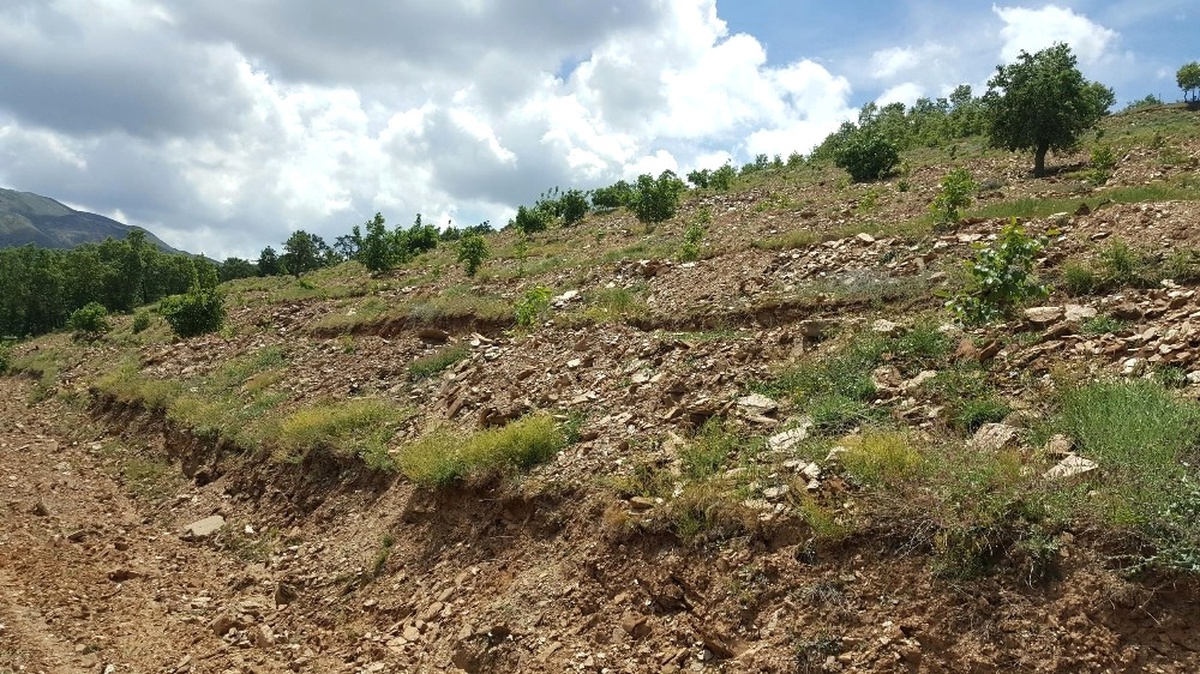 Büyükşehir\'in Diktiği Fidanlar Büyüyor